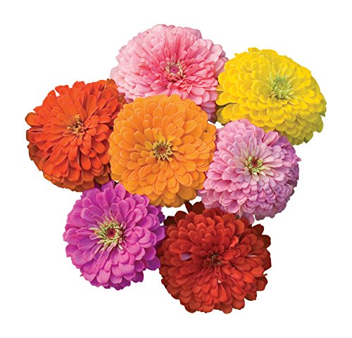 150 Zinnia Flower Seeds Giant Bloom Mix by Burpee